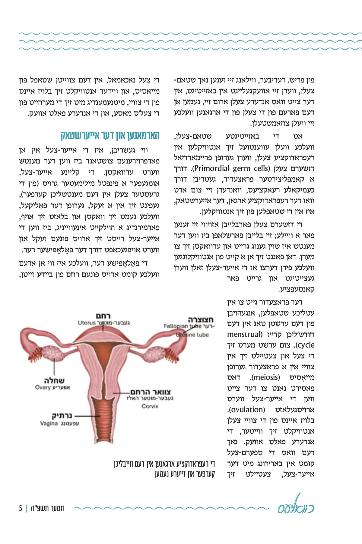 זייט 5