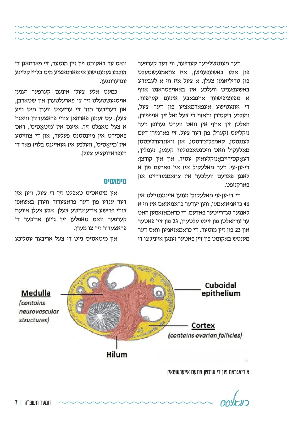 זייט 7
